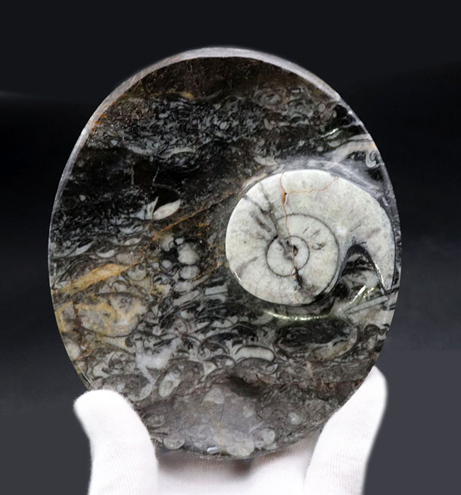 楕円形タイプ、ゴニアタイト（Goniatite）を含む石を加工した皿（その2）