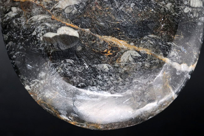 楕円形タイプ、ゴニアタイト（Goniatite）を含む石を加工した皿（その7）