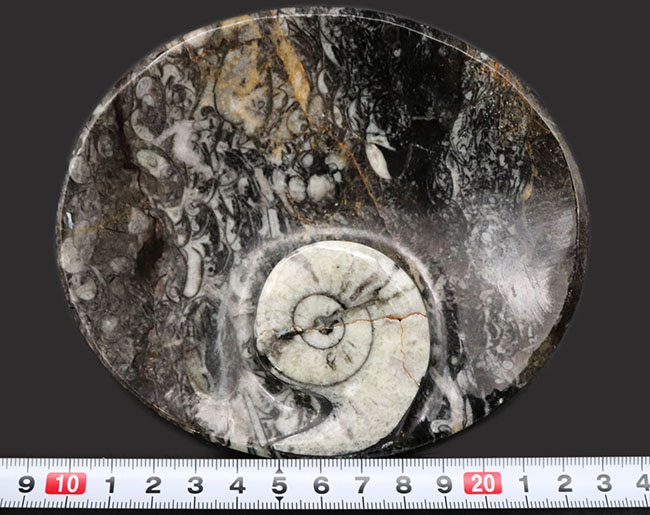 楕円形タイプ、ゴニアタイト（Goniatite）を含む石を加工した皿（その9）