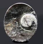 楕円形タイプ、ゴニアタイト（Goniatite）を含む石を加工した皿