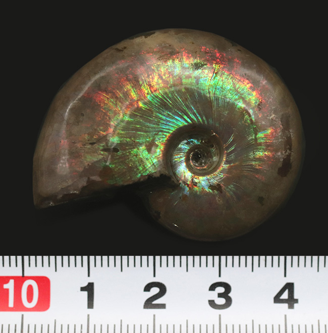 マダガスカルが生んだ自然のアート！最高クラスの輝きを誇る、遊色