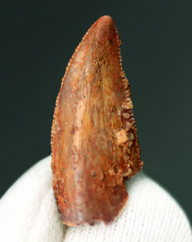 およそ１億３千年前の地層より採集、珍しい！モロッコ産の小型獣脚類、ラプトルの仲間の歯化石（Raptor tooth fossil）（その1）