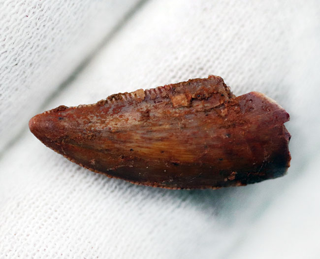 およそ1億3千年前の地層より採集、珍しい！モロッコ産の小型獣脚類