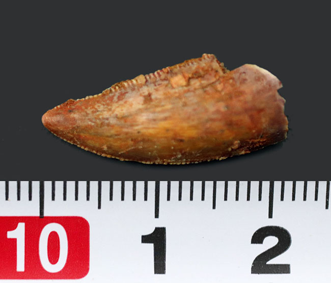 およそ１億３千年前の地層より採集、珍しい！モロッコ産の小型獣脚類、ラプトルの仲間の歯化石（Raptor tooth fossil）（その5）