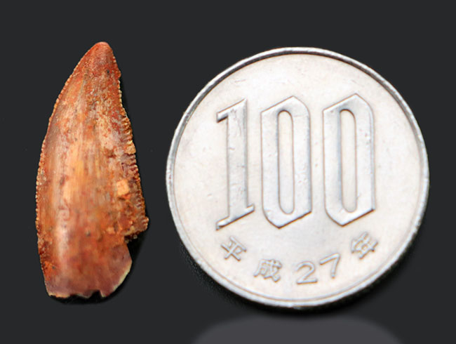 およそ１億３千年前の地層より採集、珍しい！モロッコ産の小型獣脚類、ラプトルの仲間の歯化石（Raptor tooth fossil）（その6）