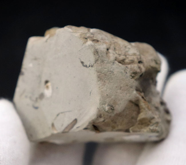 デスク置きにも最適！北海道を代表する異常巻きアンモナイトの一つ、ポリプチコセラスの部分化石（その7）