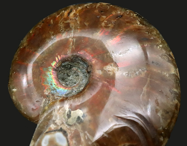 一部、七色の遊色あり、およそ１億年前のマダガスカル産アンモナイト、クレオニセラス（Cleoniceras）（その1）