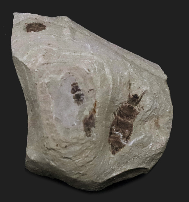 複数個体あり!中国遼寧省、熱河層で発見された昆虫(Insect fossil)のマルチプレート標本(その1)