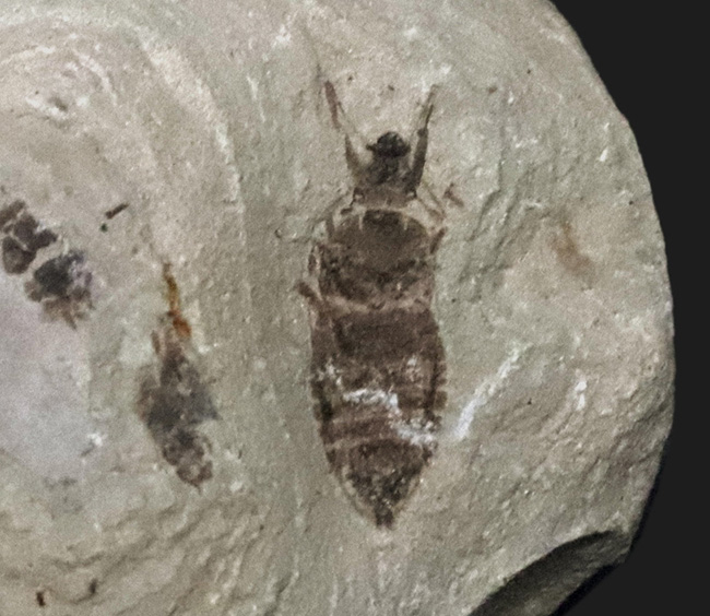 複数個体あり!中国遼寧省、熱河層で発見された昆虫(Insect fossil)のマルチプレート標本(その2)