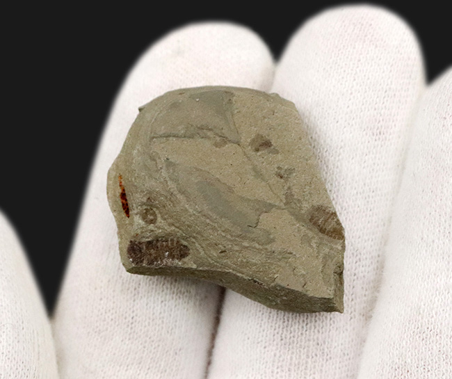 複数個体あり!中国遼寧省、熱河層で発見された昆虫(Insect fossil)のマルチプレート標本(その4)