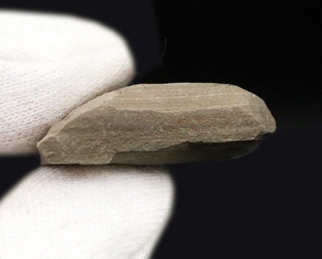 複数個体あり!中国遼寧省、熱河層で発見された昆虫(Insect fossil)のマルチプレート標本(その5)