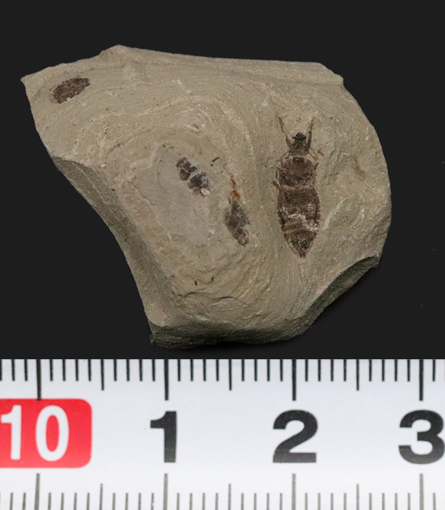 複数個体あり!中国遼寧省、熱河層で発見された昆虫(Insect fossil)のマルチプレート標本(その6)