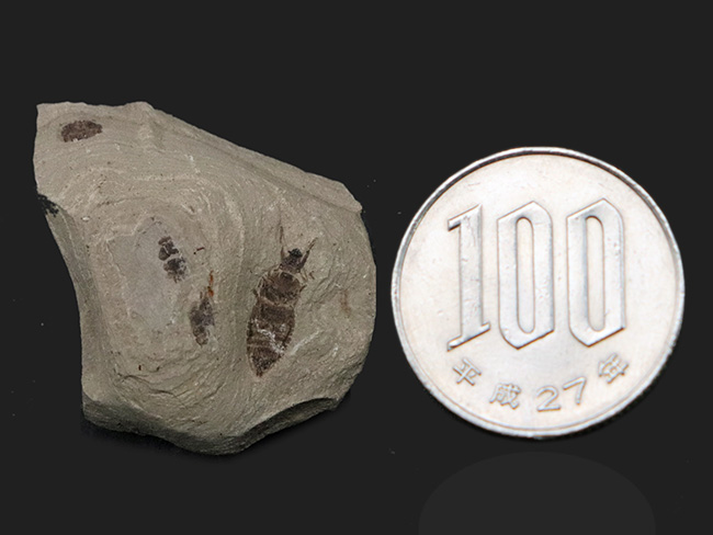 複数個体あり!中国遼寧省、熱河層で発見された昆虫(Insect fossil)のマルチプレート標本(その7)