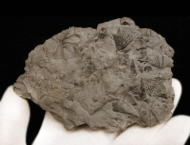 肋条の保存状態も良好。デボン紀中期の示準化石、腕足類マクロスピリ