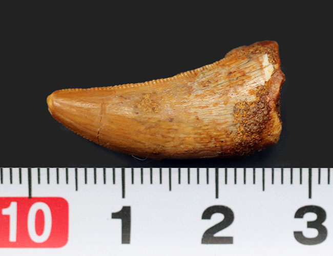 レア！ロンカー計測で28ミリに達する！モロッコ産のラプトル（Raptor