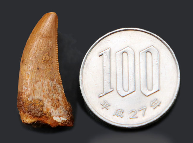 レア！ロンカー計測で28ミリに達する！モロッコ産のラプトル（Raptor