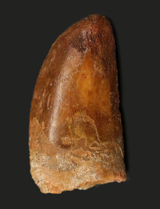 向かうところ敵なし!北アフリカの陸上のボス、カルカロドントサウルス(Carcharodontosaurus)の歯化石(その1)