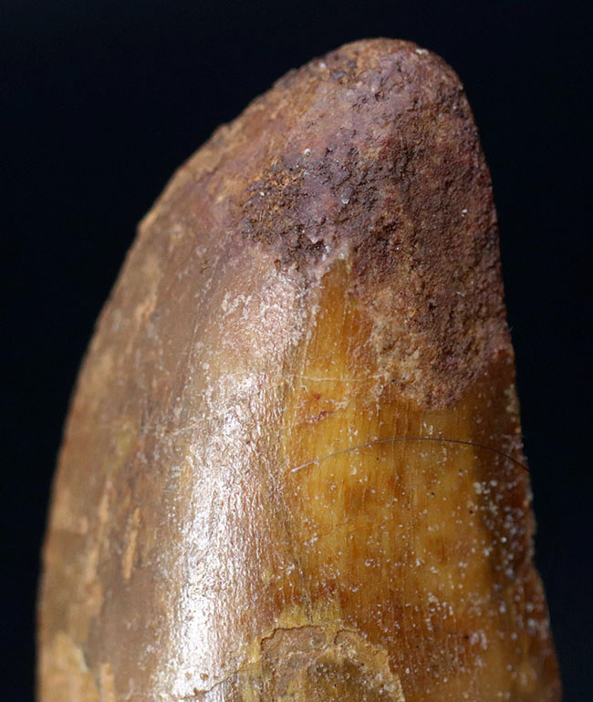 向かうところ敵なし!北アフリカの陸上のボス、カルカロドントサウルス(Carcharodontosaurus)の歯化石(その2)