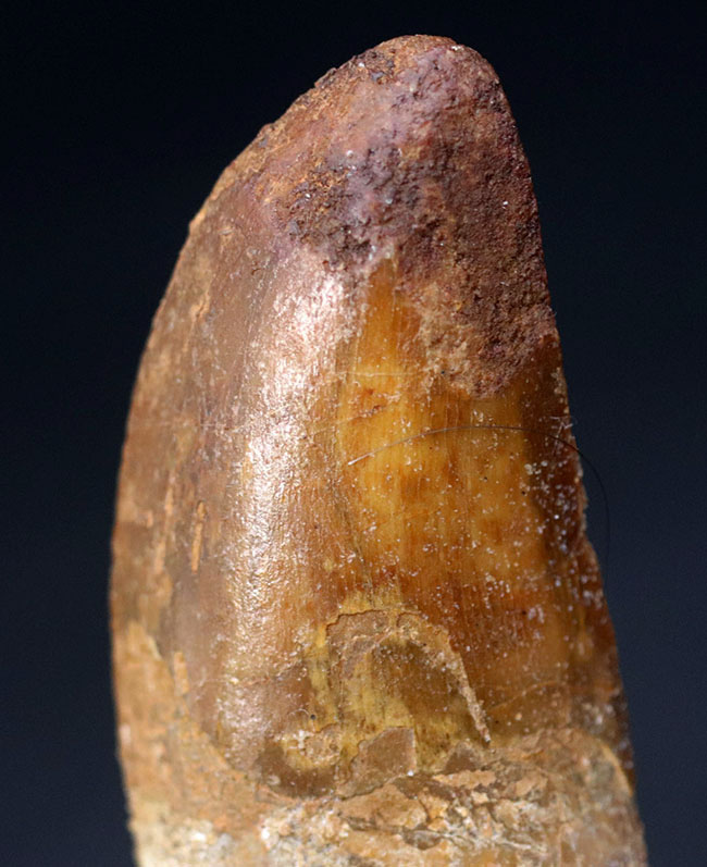 向かうところ敵なし!北アフリカの陸上のボス、カルカロドントサウルス(Carcharodontosaurus)の歯化石(その3)
