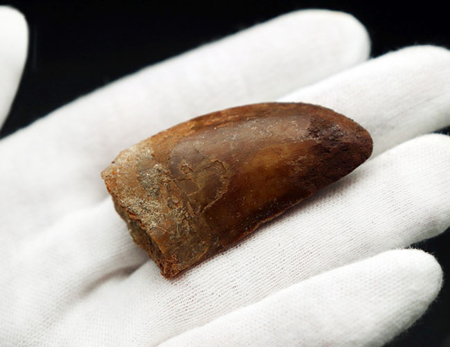 向かうところ敵なし！北アフリカの陸上のボス、カルカロドントサウルス