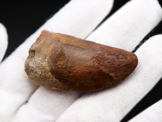 カルカロドントサウルス 歯 牙 歯根付き 獣脚類 肉食恐竜 1369 カルカロドントサウルス 歯 牙 歯根付き 獣脚類 肉食恐竜 1369