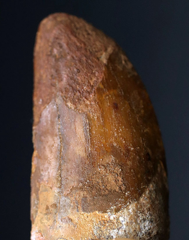 向かうところ敵なし!北アフリカの陸上のボス、カルカロドントサウルス(Carcharodontosaurus)の歯化石(その6)