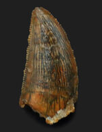 人気！およそ１億年前の北アフリカに棲息していた小型獣脚類、ラプトル類（Raptor）の歯化石