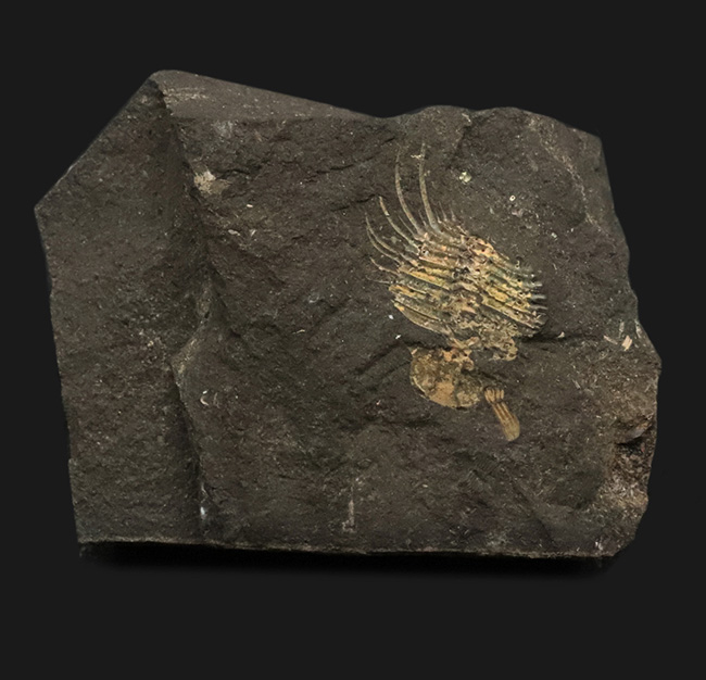 トゲトゲの姿、奇抜さで見るものを圧倒するリカス目に属する三葉虫、チェコ共和国産オドントプレウラ・オヴァタ（Odontopleura ovata）の部分化石（その1）