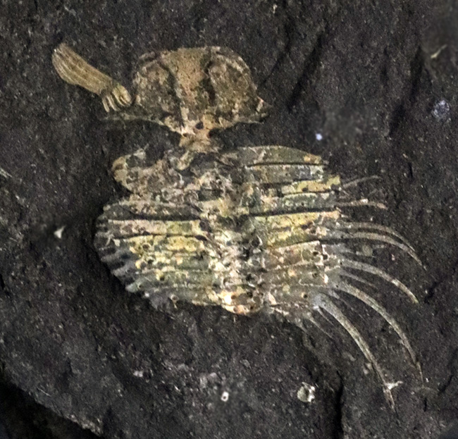 トゲトゲの姿、奇抜さで見るものを圧倒するリカス目に属する三葉虫