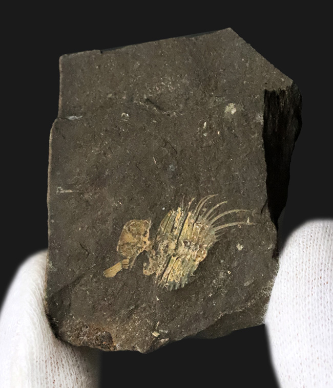 トゲトゲの姿、奇抜さで見るものを圧倒するリカス目に属する三葉虫、チェコ共和国産オドントプレウラ・オヴァタ（Odontopleura ovata）の部分化石（その3）