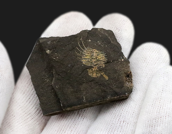 トゲトゲの姿、奇抜さで見るものを圧倒するリカス目に属する三葉虫、チェコ共和国産オドントプレウラ・オヴァタ（Odontopleura ovata）の部分化石（その4）