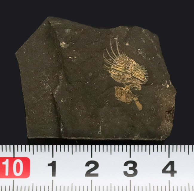 トゲトゲの姿、奇抜さで見るものを圧倒するリカス目に属する三葉虫、チェコ共和国産オドントプレウラ・オヴァタ（Odontopleura ovata）の部分化石（その7）