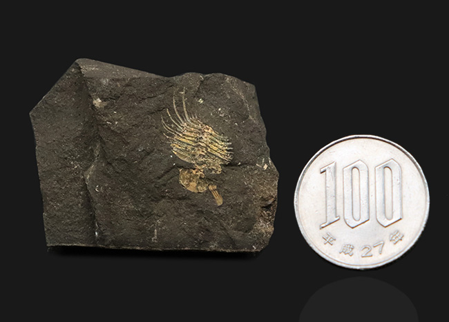 トゲトゲの姿、奇抜さで見るものを圧倒するリカス目に属する三葉虫、チェコ共和国産オドントプレウラ・オヴァタ（Odontopleura ovata）の部分化石（その8）