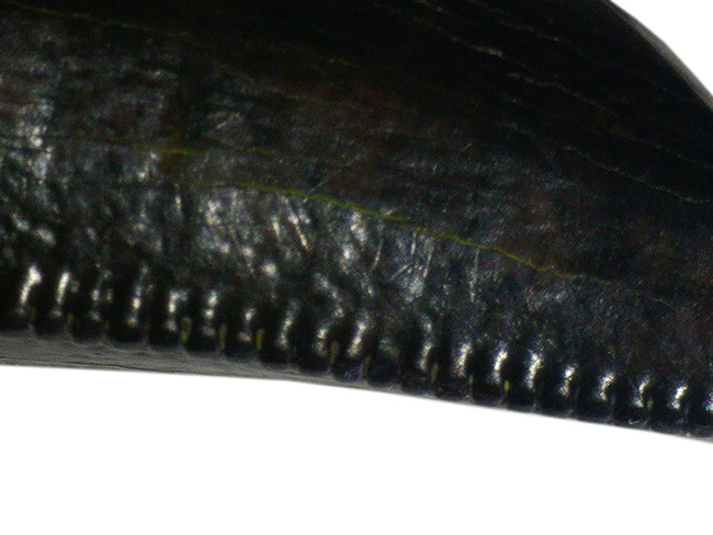 黒光り！丸く分厚いルート部、エナメル質、セレーションともに上質、希少なティラノサウルス科の雄、ゴルゴサウルス（Gorgosaurus）の歯化石（その9）
