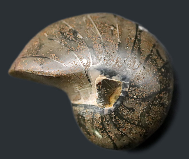 太古から命をつないでいる「生きた化石」、可愛らしいサイズのオウムガイ（Nautilus）の化石（その1）