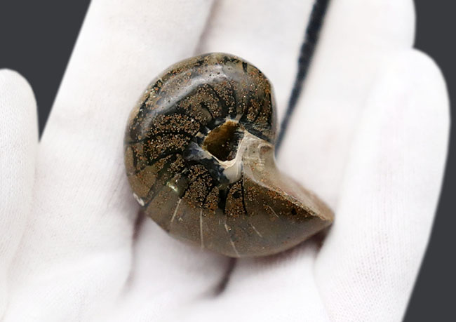太古から命をつないでいる「生きた化石」、可愛らしいサイズのオウムガイ（Nautilus）の化石（その2）