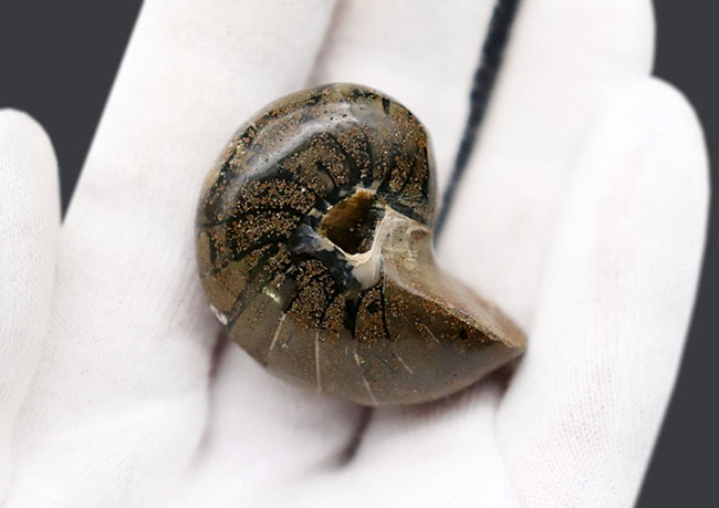 太古から命をつないでいる「生きた化石」、可愛らしいサイズのオウムガイ(Nautilus)の化石(その2)