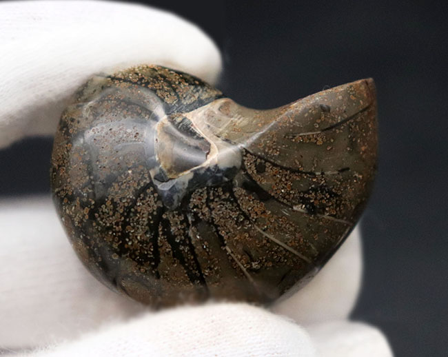 太古から命をつないでいる「生きた化石」、可愛らしいサイズのオウムガイ(Nautilus)の化石(その3)