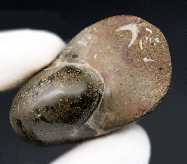 太古から命をつないでいる「生きた化石」、可愛らしいサイズのオウムガイ(Nautilus)の化石(その4)