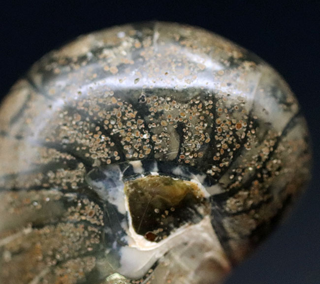 太古から命をつないでいる「生きた化石」、可愛らしいサイズのオウムガイ(Nautilus)の化石(その5)