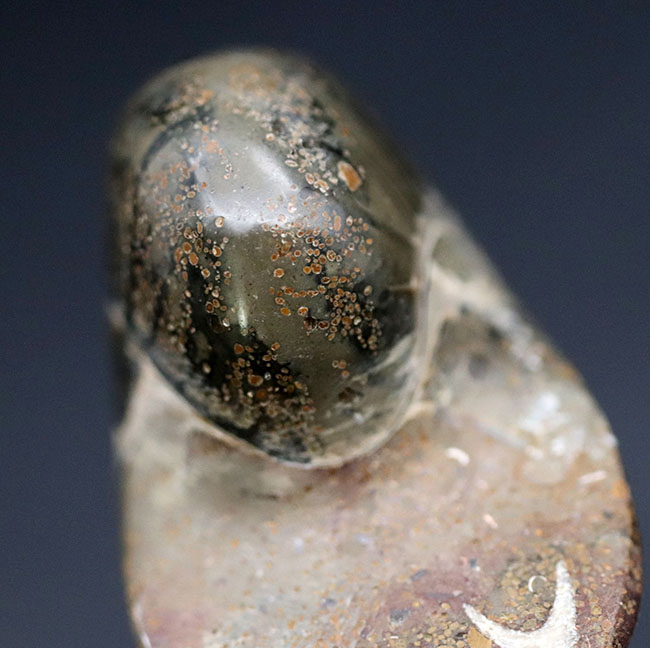 Nautilus　オウムガイ　生きた化石　美麗 Nautilus オウムガイ 生きた化石 美麗 Nautilus オウムガイ 生き