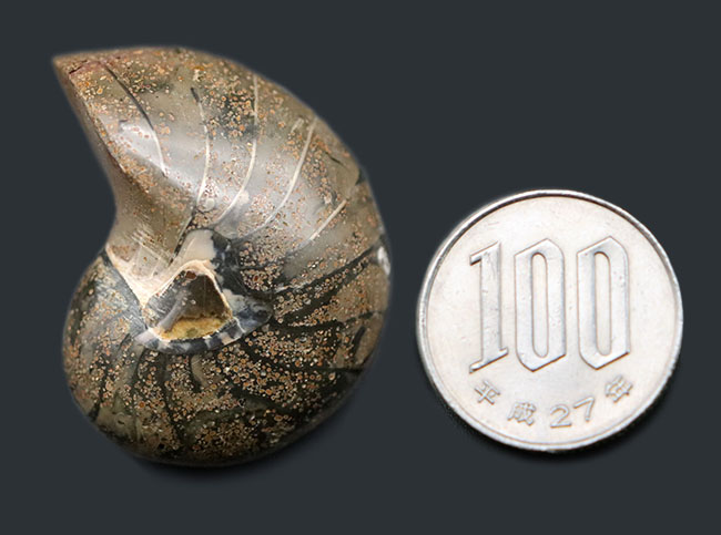 太古から命をつないでいる「生きた化石」、可愛らしいサイズのオウムガイ(Nautilus)の化石(その7)