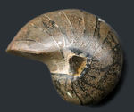 太古から命をつないでいる「生きた化石」、可愛らしいサイズのオウムガイ（Nautilus）の化石