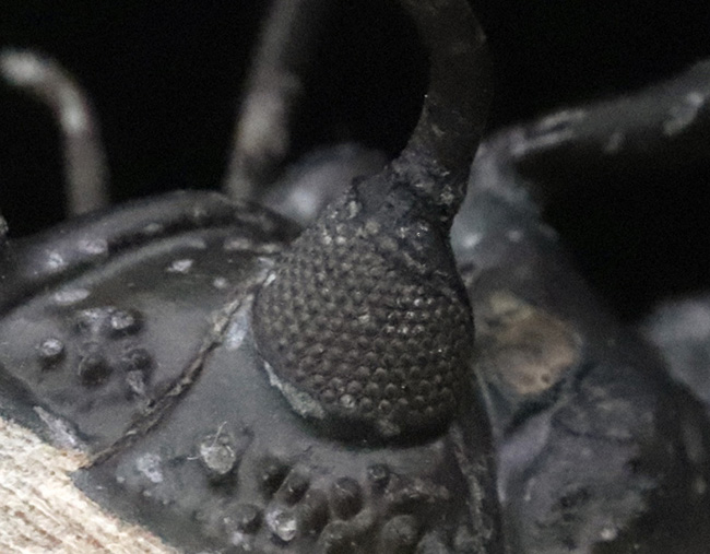 三葉虫　化石　ワリセロプス 特別価格情報：三葉虫ワリセロプス | 化石ショップ「ふぉっしる」店長