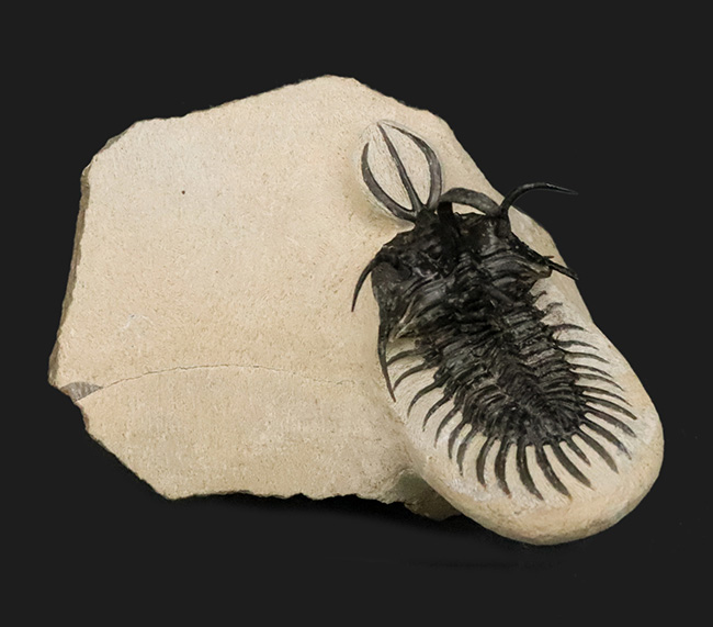 100％ナチュラル！採集データが詳細に明らかになっている