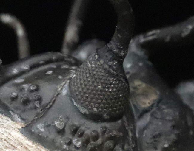 100％ナチュラル！採集データが詳細に明らかになっている、極めて希少