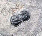変わり種の三葉虫、ペロノプシス（Peronopsis interstrictus）上質化石