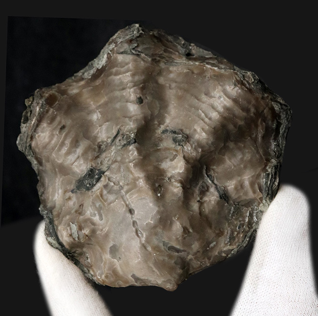 牡蠣の化石 カキの化石 Fossil Oyster