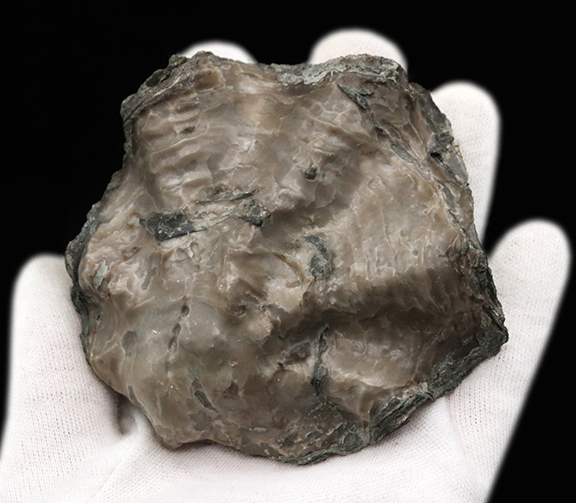 産地時代不明によりサービスプライスにてご提供!波打つ外殻が特徴的な牡蠣(カキ)の化石(その2)