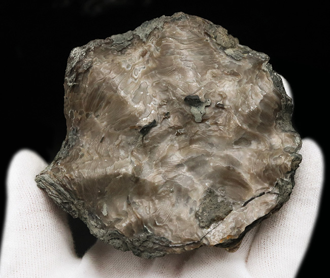 産地時代不明によりサービスプライスにてご提供！波打つ外殻が特徴的な